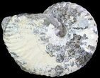 Hoploscaphites Ammonite - South Dakota #62607-1